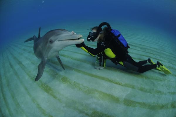 Dolphin Cay, Nassau, Bahamas