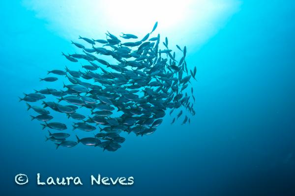 laura neves 4754