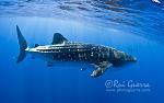 Photos by professional underwater photographer Rui Guerra, using a Poseidon MKVI Discovery CCR (except for the whale shark, that were taken while the photographer used his freediving skills). All were taken in Sta. Maria Island, Azores, Portugal