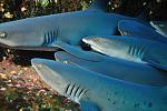 16.  tiburones punta blanca 5976