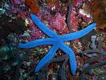 Star fish panagsama beach