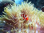 Anemone And clown fish