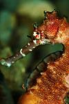 Hoping to get better at photographing seahorses. Hence the rebreather is on my wish list!